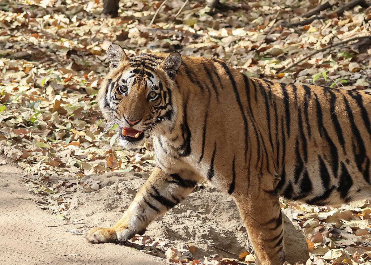 3N/4D Bandhavgarh Tiger Safari Special - Royal Bengal Tiger Tracking Expedition