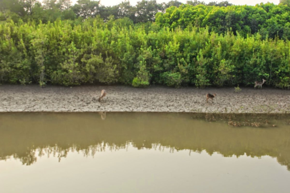 3N/4D Bhitarkanika Crocodile Sanctuary - Mangrove Creeks & Wildlife