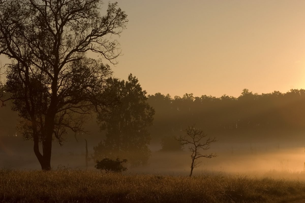 3N/4D Kanha National Park Jungle Safari - Jungle Book Sal Forests & Barasingha