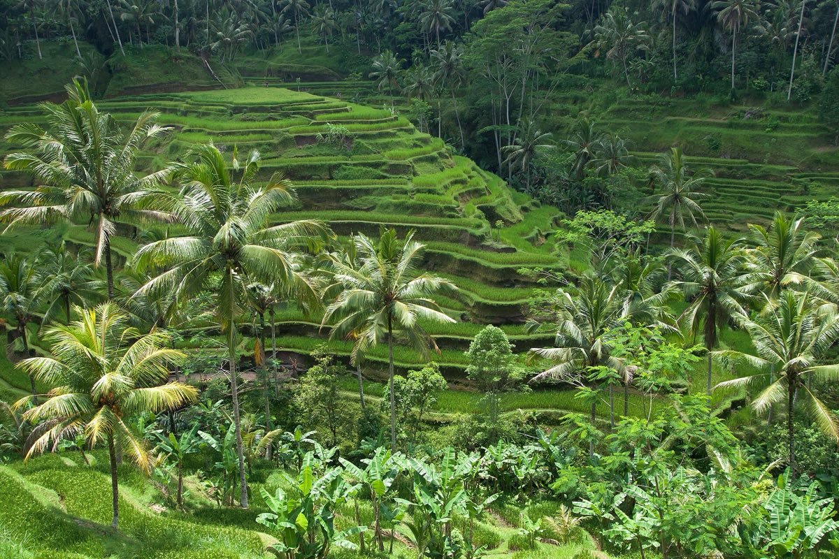Bali